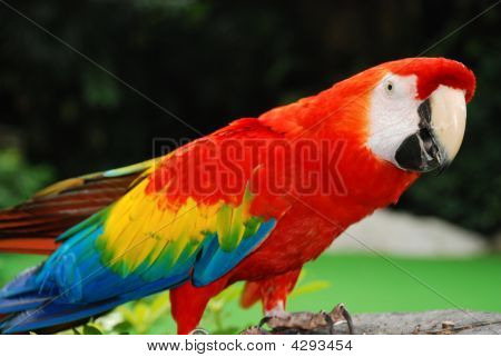 赤いコンゴウインコ鳥の肖像画