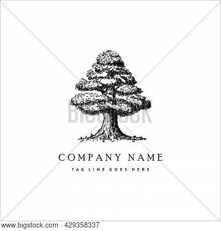 Illustration Of Old Tree Logo Design Inspirations In Hand Drawn, Sketch For Restaurant Or Other Comp