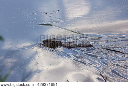 Muskrat Floats On Water. The Water Reflects The Sky