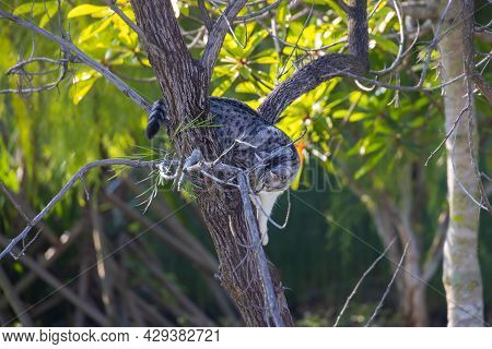 Little Kitten Clim On A Branch In The Tree. Adorable Cat In The Trees And Search For The Next Hunt. 