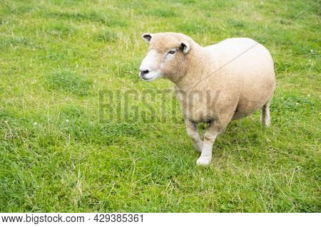 Adorable Cute Little Sheep Lbaby Amb In The Green Grass, At The Animal Farm In United Kingdom
