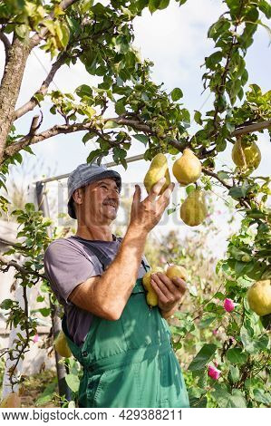 Smiling Elderly Man With Mustasche, Harvesting Pears In His Garden
