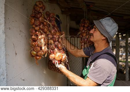 Man Inspercting Long Bunches Of Onions Suspended From The Ceiling. Agricultural Products, Farming, G