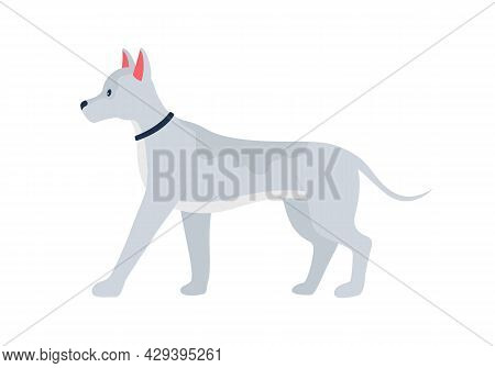Grey Dog With Prick Ears Semi Flat Color Vector Character. Full Body Animal On White. Adopting Pet F
