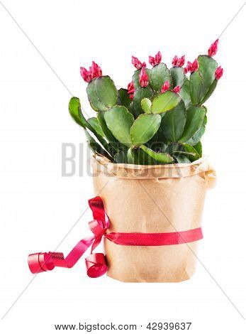 Shlumbergera kaktus