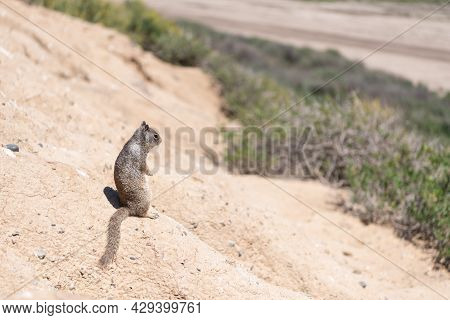 Gopher. Squirrel Rodent. Wild Fluffy Animal Looking Away. Ground Squirrel Outdoor. Wildlife.