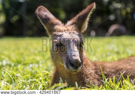 Close Up With A Kangaroo In The Outback Of Australia. Face To Face With Kangaroo. Portrait Of A Aust