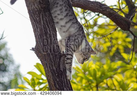 Little Kitten Clim On A Branch In The Tree. Adorable Cat In The Trees And Search For The Next Hunt. 