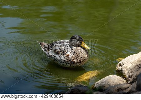 Portrait Of A Females Of Duck On The Water. Wild Duck On The Water.