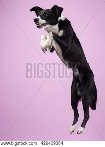 Funny Active Dog Jumping With Disk. Border Collie Flying On Color Background