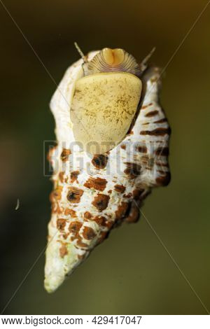 A Sand Conifer Snail, Cerithium Caeruleum, In A Saltwater Aquarium.