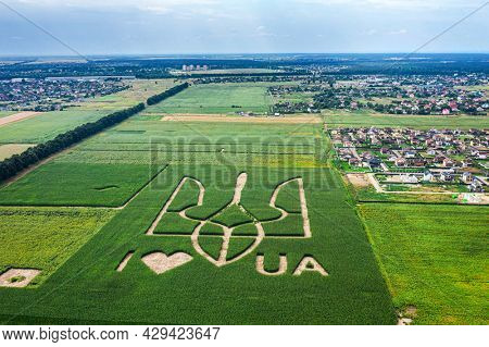 Giant symbol of the country of Ukraine is a trident created by corn sprouts in a corn field. View from above. 05.08.2021, Ukraine, village Velyka Oleksandrivka.