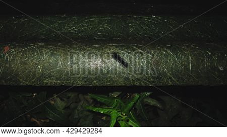 Close Up View Of A Catepillar At Night