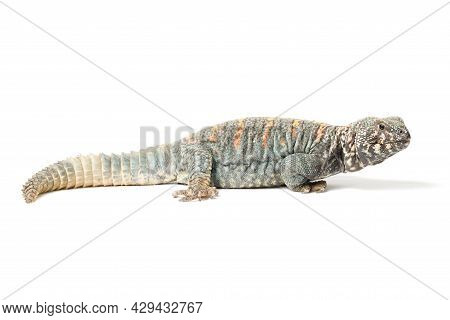 Uromastyx Ornata Ornata Male Isolated On A White Background