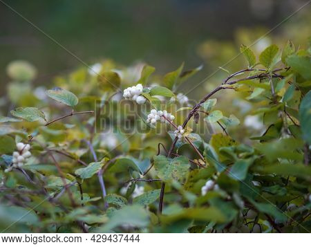 Snowberry Shrub With White Poisonous Berries In Autumn, Also Known As Ghostberry And Waxberry, Popul