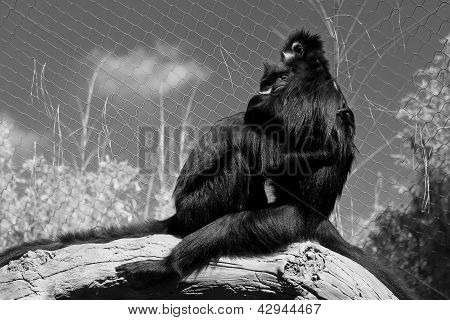Ezüstös langur