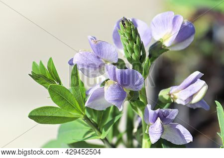 Macro Of Delicate False Indigo Flowers In Blossom