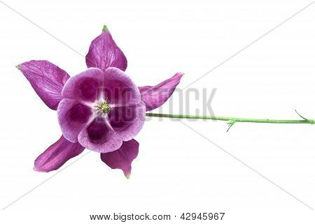 Aquilegia
