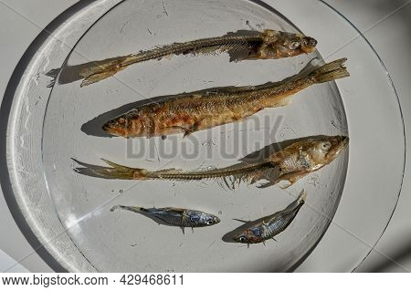 Whole Fried Fish Smelt And Fish Bones On A Plate.