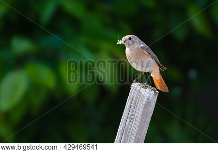 The Black Redstart (phoenicurus Ochruros) Is A Small Passerine Bird In The Redstart Genus Phoenicuru