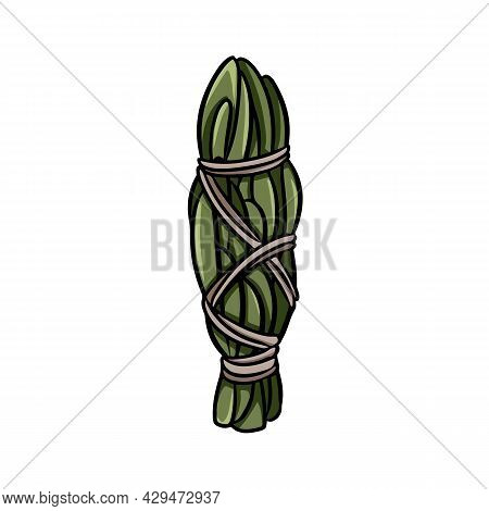Mugwort Smudge Stick Tied With Thread Hand-drawn Doodle Isolated Illustration. Mugwort Herb Bundle