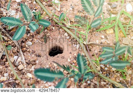 Hole Of Butterfly Lizard On Ground With Green Grass And Stone