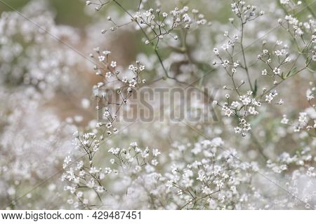 Small White Flowers Of Gypsophila With Petals In Field Closeup
