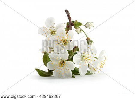 Close up Blooming branch of apple tree with white flowers in vase on lightbackground. Minimalist still life.