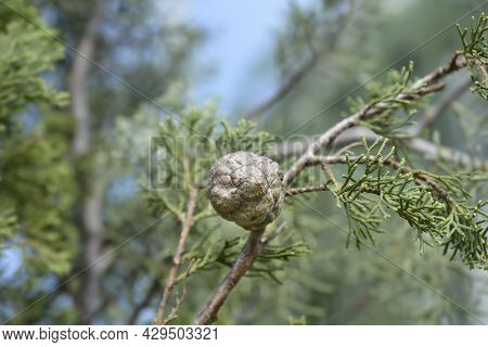 Italian Cypress - Latin Name - Cupressus Sempervirens Pyramidalis