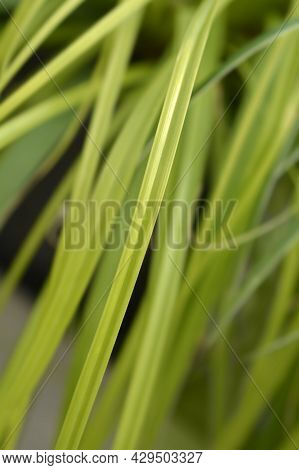 Japanese Sedge Everillo - Latin Name - Carex Oshimensis Everillo