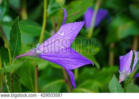 Flowers Blue Bell, Bellflower, сampanula, Close-up. Flowering Blue Platycodon Grandiflorus In The Ga