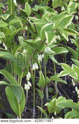 Angular Solomon's Seal (polygonatum Odoratum). Called Scented Solomon's Seal Also