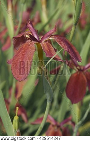 Close-up Image Of Copper Iris (iris Fulva).