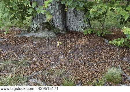 Pharaoh Cicada (magicicada Septendecim). Called 17-year Locust Also. Multiple Empty Shells