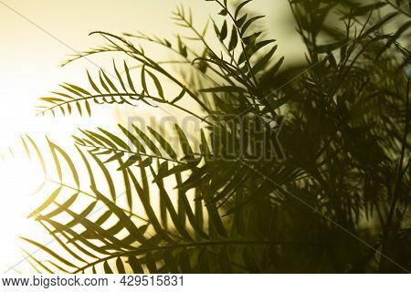 Nature.green Leaves During Suset.background.summer Background.natural Background.sunset And Sunshine