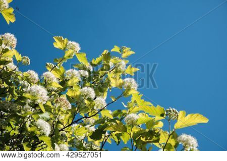 Flowering Branches With White Flowers Against The Blue Sky. Spring Time.pemphigus Viburnum.