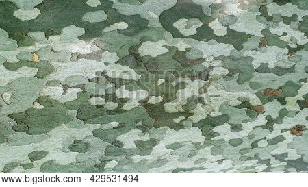 Surface Of Sycamore Tree As Texture Background Or Backdrop. Platanus Occidentalis Tree Bark Texture 