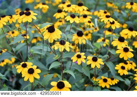 Yellow Flower Rudbeckia Triloba (latin. Rudbeckia Triloba)