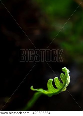 Close-up Freshness Green Leaves Of Oak-leaf Fern On Natural Background
