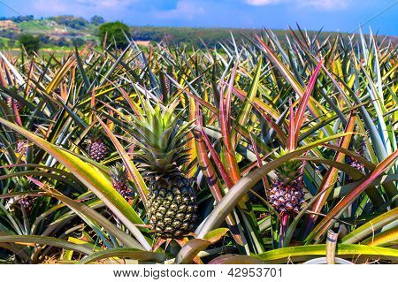 Pineapplefield.