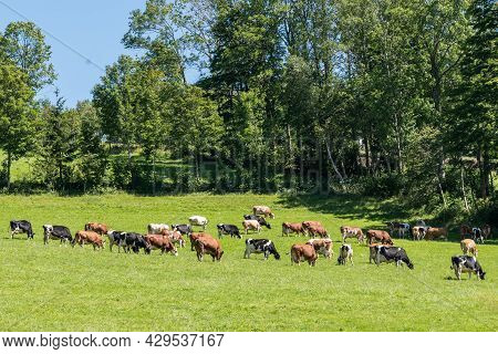 Lots Of Cows On Pastureland - Simmental Cattle And Farm Animals, Animal Welfare