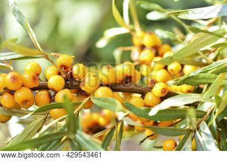 Juicy Sea Buckthorn Berries Elaeagnaceae Hippophae In The Garden