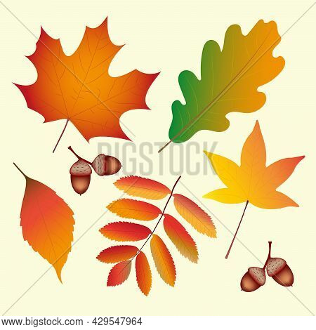 Different Autumn Leaves Set On Yellow Background. Vector Illustrstion.