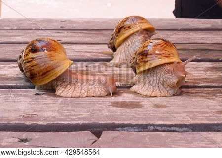 Two Giant Snails Of The African Race Akhatin On A Wooden Surface.