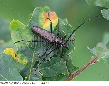The Musk Beetle, Aromia Moschata, Sitting On Oak Leafs, High Detail Macro Shot Of A Big European Ins