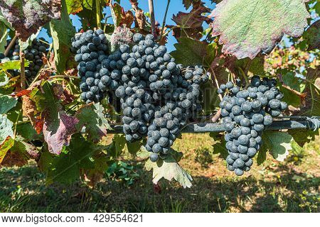 Close Up Of Berries And Leaves Of Grape-vine. Single Bunch Of Ripe Red Wine Grapes Hanging On A Vine