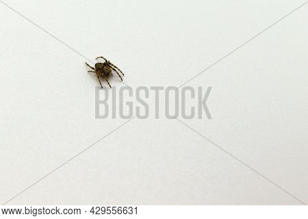 Spider Close-up On A White Background, Macro Shooting