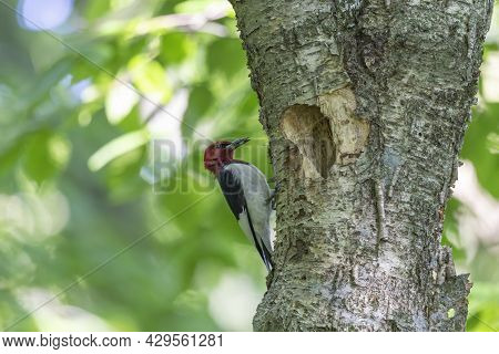 The Red-headed Woodpecker (melanerpes Erythrocephalus)  Bringing Food For Young  Into The Nesting Ca