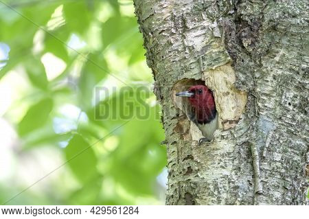 The Red-headed Woodpecker (melanerpes Erythrocephalus)  Bringing Food For Young  Into The Nesting Ca