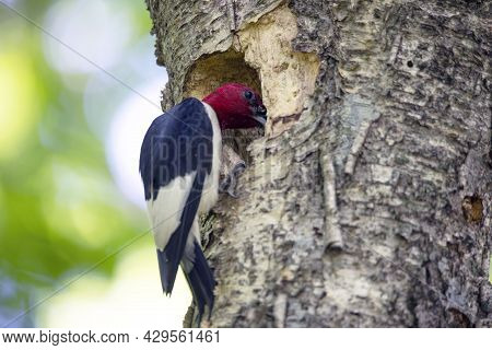 The Red-headed Woodpecker (melanerpes Erythrocephalus)  Bringing Food For Young  Into The Nesting Ca